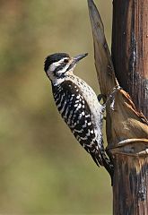 Ladder-backed Woodpecker
